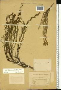 Artemisia salsoloides Willd., Eastern Europe, Middle Volga region (E8) (Russia)