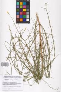 Chondrilla ambigua Fisch. ex Kar. & Kir., Eastern Europe, Lower Volga region (E9) (Russia)