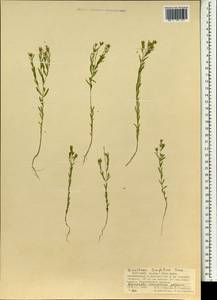 Diarthron linifolium Turcz., Mongolia (MONG) (Mongolia)