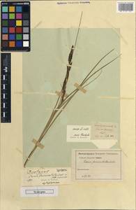 Carex echinata subsp. echinata, Western Europe (EUR) (Portugal)