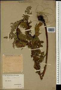 Cirsium obvallatum (M. Bieb.) M. Bieb., Caucasus, Stavropol Krai, Karachay-Cherkessia & Kabardino-Balkaria (K1b) (Russia)