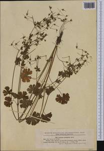 Geranium pyrenaicum Burm. f., Western Europe (EUR) (Romania)