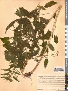 Urtica dioica var. holosericea Fr., Siberia, Chukotka & Kamchatka (S7) (Russia)