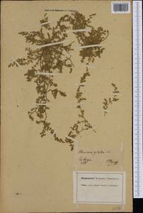 Herniaria glabra L., Western Europe (EUR) (Germany)