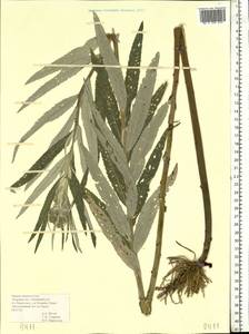 Jacobaea paludosa subsp. lanata (Holub) B. Nord., Eastern Europe, North-Western region (E2) (Russia)