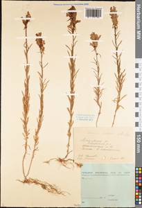 Linaria vulgaris Mill., Eastern Europe, Central forest region (E5) (Russia)