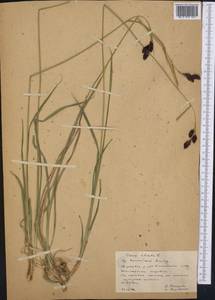 Carex atrata L., Middle Asia, Northern & Central Tian Shan (M4) (Kazakhstan)
