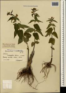 Vincetoxicum hirundinaria Medik., Crimea (KRYM) (Russia)