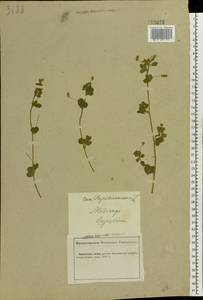 Medicago lupulina L., Eastern Europe, Central forest-and-steppe region (E6) (Russia)