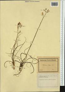 Anthericum liliago L., Western Europe (EUR) (France)