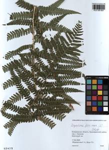 Dryopteris filix-mas (L.) Schott, Siberia, Altai & Sayany Mountains (S2) (Russia)