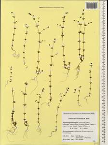 Galium tenuissimum M.Bieb., Caucasus, Krasnodar Krai & Adygea (K1a) (Russia)