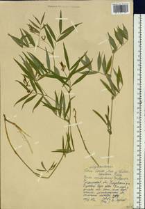 Vicia venosa (Willd. ex Link) Maxim., Siberia, Baikal & Transbaikal region (S4) (Russia)