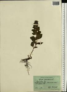 Ajuga genevensis L., Eastern Europe, North Ukrainian region (E11) (Ukraine)