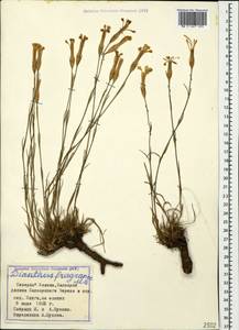 Dianthus fragrans Bieb., Caucasus, Stavropol Krai, Karachay-Cherkessia & Kabardino-Balkaria (K1b) (Russia)