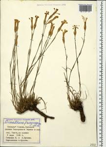 Dianthus fragrans M. Bieb., Caucasus, Stavropol Krai, Karachay-Cherkessia & Kabardino-Balkaria (K1b) (Russia)