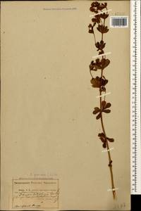 Lotus graecus L., Caucasus, Abkhazia (K4a) (Abkhazia)