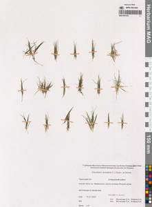 Eleocharis acicularis (L.) Roem. & Schult., Siberia, Chukotka & Kamchatka (S7) (Russia)