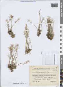 Draba juvenilis Kom., Siberia, Chukotka & Kamchatka (S7) (Russia)