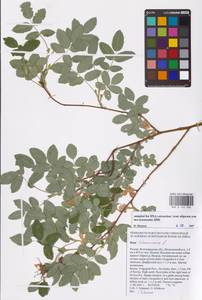 Rosa majalis Herrm., Eastern Europe, Lower Volga region (E9) (Russia)