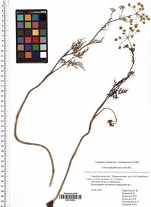 Chaerophyllum prescottii DC., Eastern Europe, Eastern region (E10) (Russia)