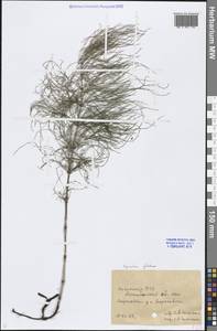 Equisetum sylvaticum L., Middle Asia, Caspian Ustyurt & Northern Aralia (M8) (Kazakhstan)