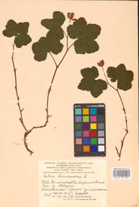 Rubus chamaemorus L., Eastern Europe, Northern region (E1) (Russia)