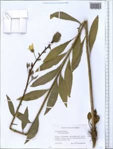 Oenothera × rubricaulis Kleb., Eastern Europe, Middle Volga region (E8) (Russia)