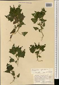 Chenopodiastrum hybridum (L.) S.Fuentes, Uotila & Borsch, Mongolia (MONG) (Mongolia)