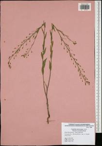 Camelina microcarpa Andrz. ex DC., Eastern Europe, Central region (E4) (Russia)