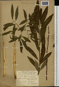 Salix caprea × viminalis, Eastern Europe, Latvia (E2b) (Latvia)