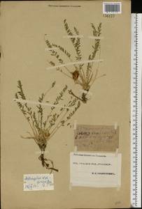 Astragalus wolgensis Bunge, Eastern Europe, Eastern region (E10) (Russia)