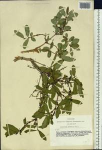 Lonicera caerulea subsp. altaica (Pall.) Gladkova, Siberia, Altai & Sayany Mountains (S2) (Russia)