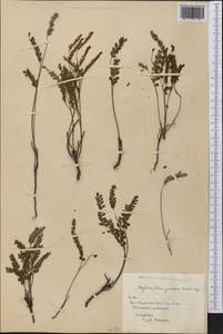 Phyllanthus junceus Müll.Arg., America (AMER) (Cuba)