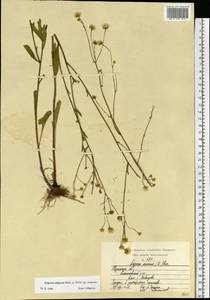 Erigeron strigosus Muhl. ex Willd., Eastern Europe, Central region (E4) (Russia)