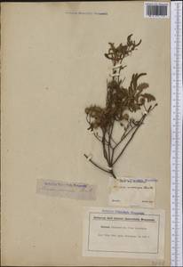 Mimosa eriocarpa Benth., America (AMER) (Brazil)