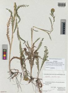 Achillea asiatica Serg., Siberia, Altai & Sayany Mountains (S2) (Russia)