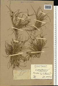 Cyperus fuscus L., Eastern Europe, North Ukrainian region (E11) (Ukraine)