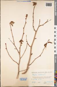 Corylus avellana L., Eastern Europe, North Ukrainian region (E11) (Ukraine)