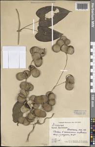Dioscorea, South Asia, South Asia (Asia outside ex-Soviet states and Mongolia) (ASIA) (China)