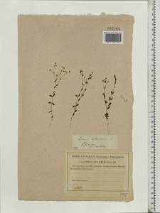 Linum catharticum L., Eastern Europe, Central forest-and-steppe region (E6) (Russia)