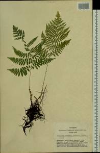 Diplazium sibiricum (Turcz. ex Kunze) Sa.Kurata, Siberia, Altai & Sayany Mountains (S2) (Russia)