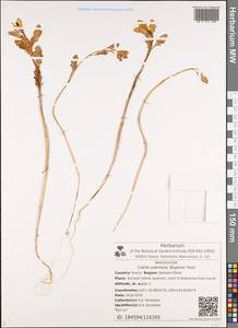 Cakile edentula (Bigelow) Hook., Siberia, Russian Far East (S6) (Russia)
