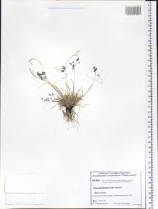 Poa pseudoabbreviata Roshev., Siberia, Central Siberia (S3) (Russia)