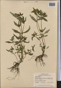 Bidens cernua L., America (AMER) (Canada)