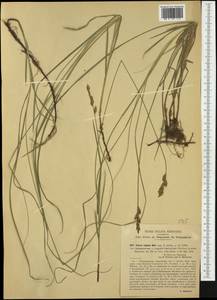 Carex repens Bellardi, Western Europe (EUR) (Italy)