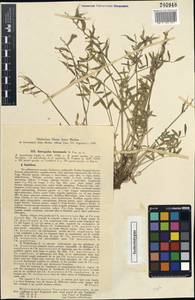 Astragalus bossuensis Popov, Middle Asia, Syr-Darian deserts & Kyzylkum (M7) (Kazakhstan)