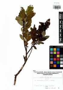 Salix hastata L., Siberia, Baikal & Transbaikal region (S4) (Russia)