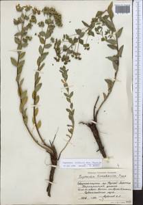 Euphorbia alatavica Boiss., Middle Asia, Northern & Central Tian Shan (M4) (Kazakhstan)