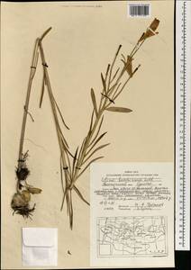 Lilium concolor var. partheneion (Siebold & de Vriese) Baker, Mongolia (MONG) (Mongolia)